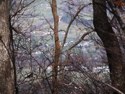 [View of valley below through a very thick screen of tree branches.]